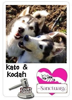 Foster kids Kato & Kodah!