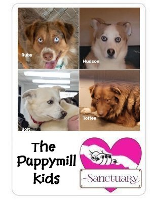 Foster kids Ruby, Hudson, Bolt & Toffee!